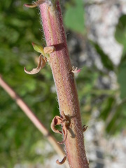 Oenothera stucchii