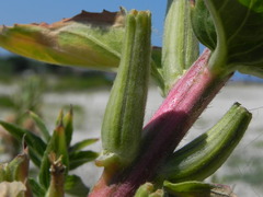 Oenothera stucchii