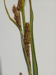 Carex riparia