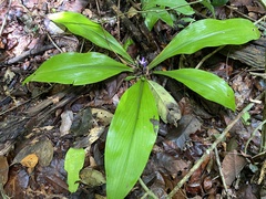 Dichorisandra acaulis