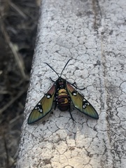 Chrysocale principalis