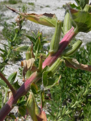 Oenothera stucchii