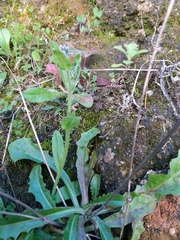 Myosotis discolor
