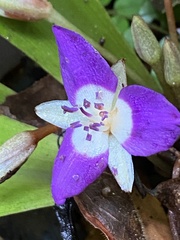 Dichorisandra acaulis