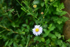 Aster shimadae