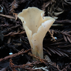 Guepinia helvelloides