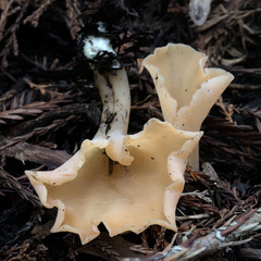 Guepinia helvelloides