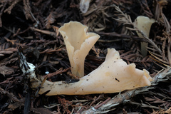 Guepinia helvelloides