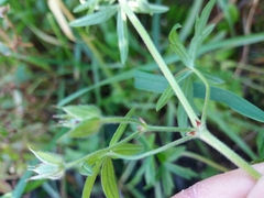 Geranium dissectum