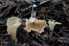 Guepinia helvelloides