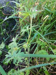 Geranium dissectum