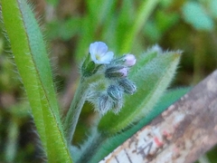 Myosotis discolor