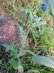 Myosotis discolor