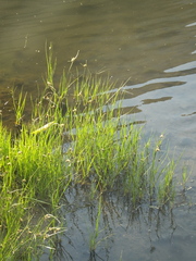 Bolboschoenus planiculmis