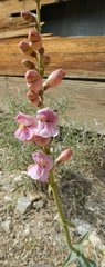 Penstemon palmeri