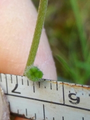Myosotis discolor