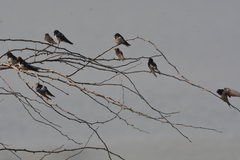 Hirundo rustica