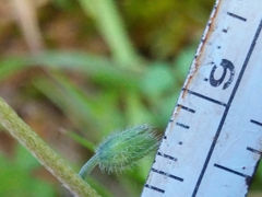 Myosotis discolor