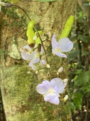 Dichorisandra penduliflora