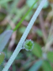 Myosotis discolor