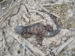 Sceloporus cyanogenys