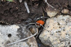 Castianeira occidens