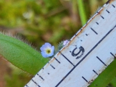 Myosotis discolor