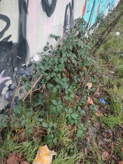 Rubus