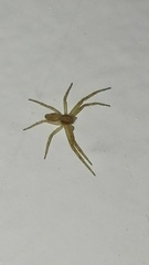 Philodromus rufus