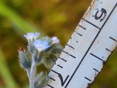 Myosotis discolor