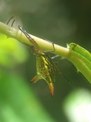Micrathena crassispina