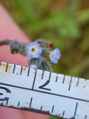 Myosotis discolor