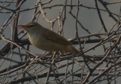 Acrocephalus stentoreus