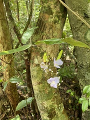 Dichorisandra penduliflora