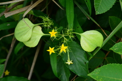 Mussaenda formosanum