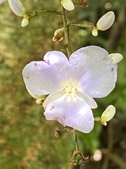 Dichorisandra penduliflora