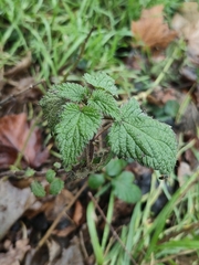 Urtica dioica