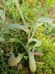 Myosotis discolor
