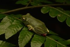 Zhangixalus taipeianus