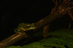 Zhangixalus prasinatus