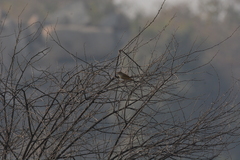 Acrocephalus stentoreus