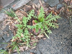 Magnoliopsida