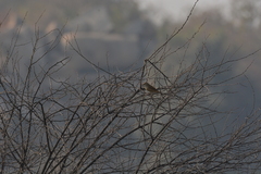 Acrocephalus stentoreus