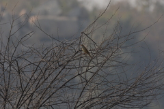 Acrocephalus stentoreus