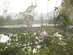 Rosa multiflora cathayensis