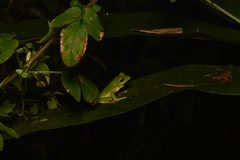 Zhangixalus prasinatus