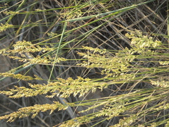 Poa faberi