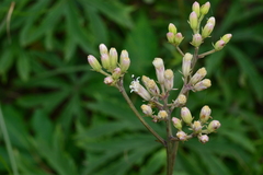 Syneilesis hayatae