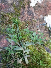 Myosotis discolor