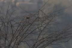 Acrocephalus stentoreus